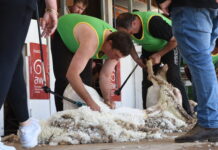 Burra brings Show joy to community