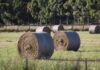 Conditions dampen some hay stocks, lifts others