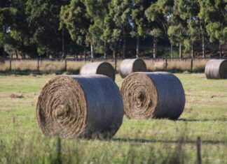 Conditions dampen some hay stocks, lifts others