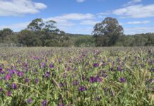 Bio-controls bouncing back to tackle Salvation Jane