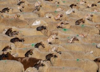 Lift for lamb prices as SA Livestock Exchange