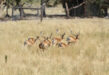 Funding boost to tackle feral deer