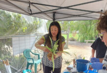 Kokedama creations at Community Garden