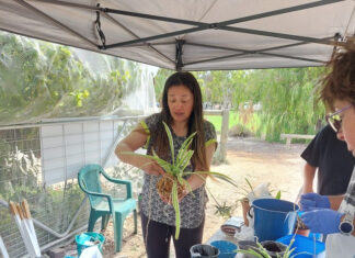 Kokedama creations at Community Garden