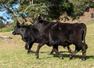 Victorian competition for sheep offering