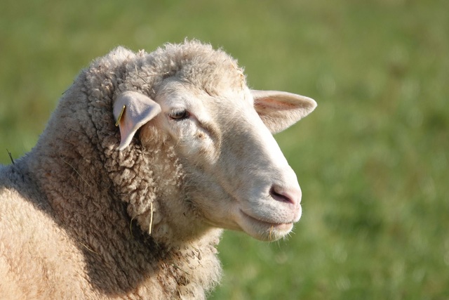 sheepgen_479635_01