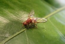 Growers on alert with another fruit fly outbreak
