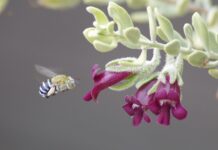Pollinator guides released for local landholders