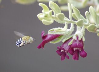 Pollinator guides released for local landholders