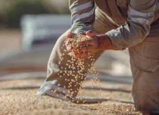 Grain production nears average levels